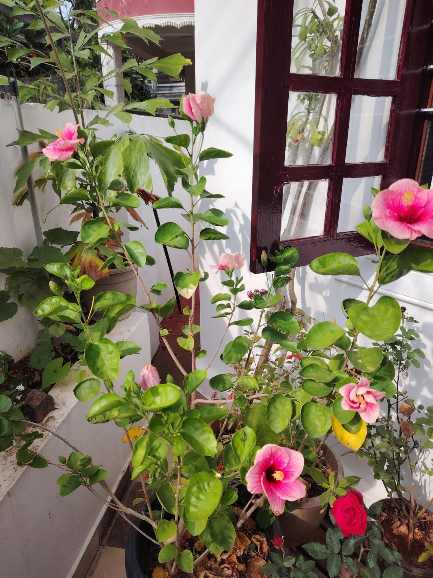Beza Homestay Kochi エクステリア 写真
